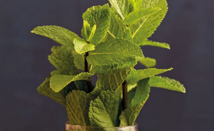 mint-room-fragrancing-scent-company